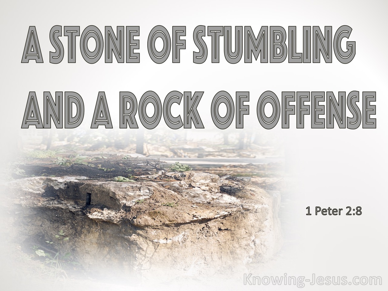 1 Peter 2:8 They Stumble, Being Disobedient To The Word (brown)
